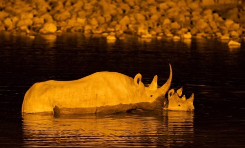Black rhinoceros or hook-lipped rhinoceros (Diceros bicornis) cow with calf at floodlit waterhole of Okaukuejo Camp during night