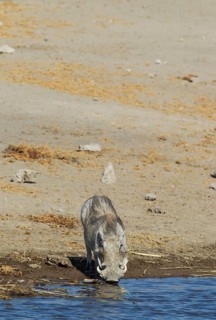 Warthog (Phacochoerus aethiopicus)
