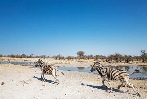 Burchell's zebras (Equus quagga burchellii) rushing towards waterhole