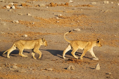 Lions (Panthera leo)