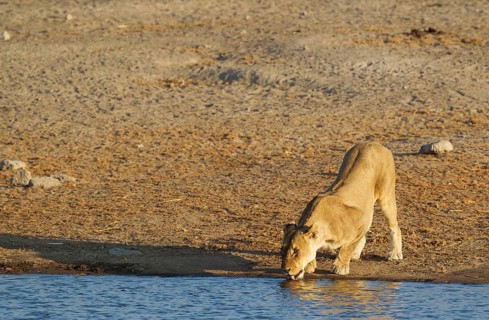 Lion (Panthera leo)