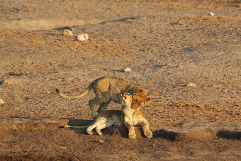 Lions (Panthera leo)
