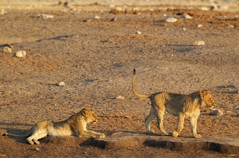Lions (Panthera leo)