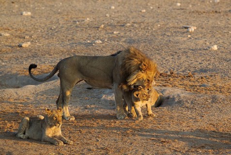 Lion (Panthera leo)
