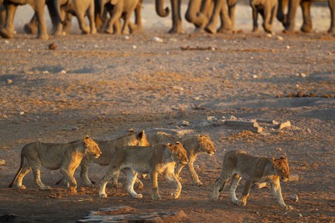 Lions (Panthera leo)