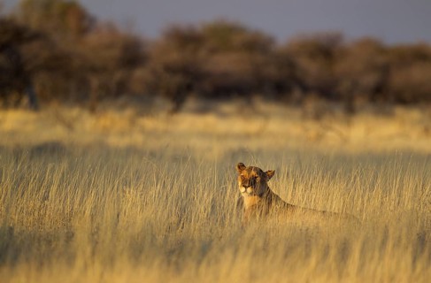 Lion (Panthera leo)