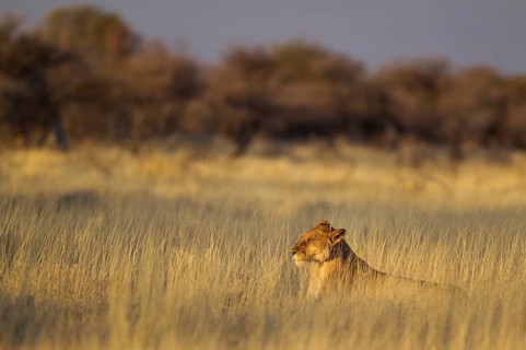 Lion (Panthera leo)