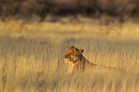 Lion (Panthera leo)