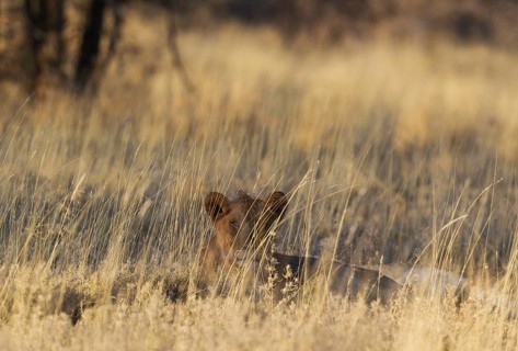 Lion (Panthera leo)