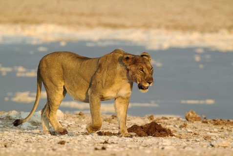 Lion (Panthera leo)
