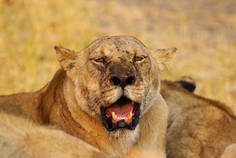 Lion (Panthera leo)