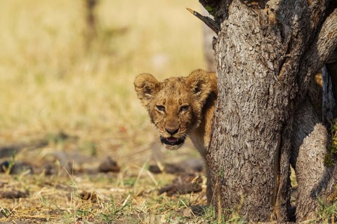 Lion (Panthera leo)