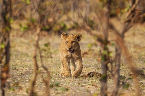 Lion (Panthera leo)