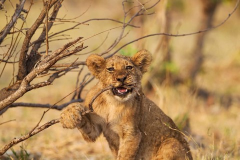 Lion (Panthera leo)
