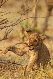Lion (Panthera leo)