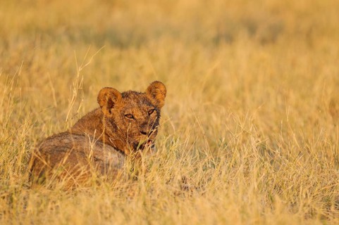 Lion (Panthera leo)