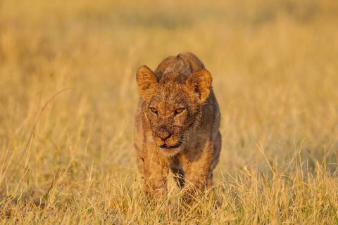 Lion (Panthera leo)