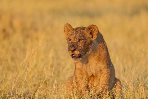 Lion (Panthera leo)