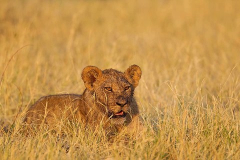 Lion (Panthera leo)