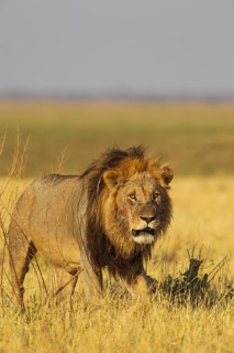 Lion (Panthera leo)