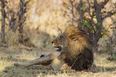 Lion (Panthera leo)