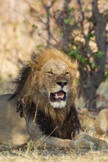 Lion (Panthera leo)