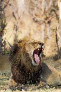 Lion (Panthera leo)