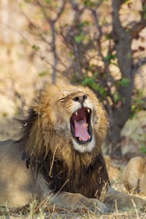Lion (Panthera leo)