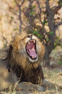 Lion (Panthera leo)