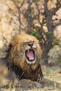 Lion (Panthera leo)