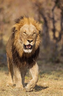 Lion (Panthera leo)