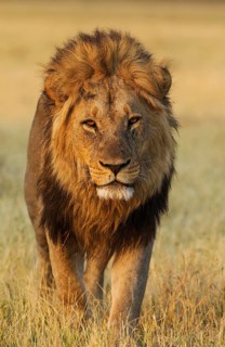 Lion (Panthera leo)