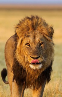 Lion (Panthera leo)