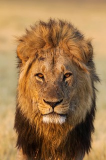 Lion (Panthera leo)