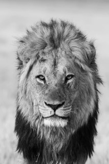 Lion (Panthera leo)