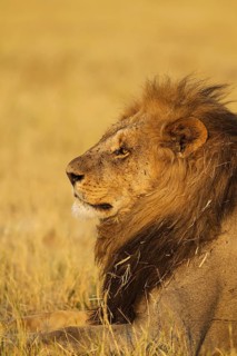 Lion (Panthera leo)