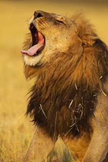 Lion (Panthera leo)