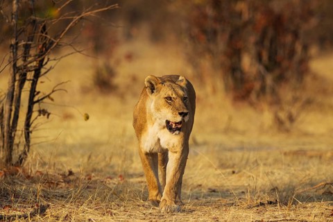 Lion (Panthera leo)