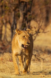 Lion (Panthera leo)