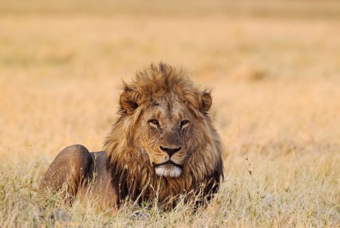 Lion (Panthera leo)