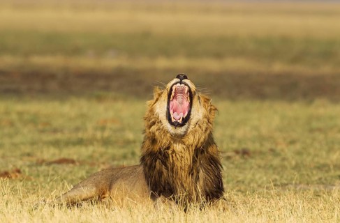Lion (Panthera leo)