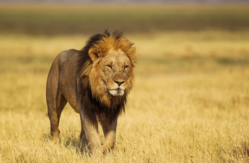 Lion (Panthera leo)
