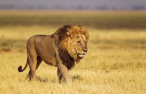 Lion (Panthera leo)