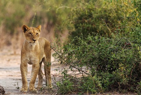 Lion (Panthera leo)