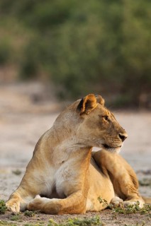 Lion (Panthera leo)