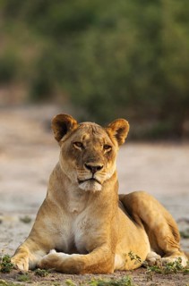Lion (Panthera leo)