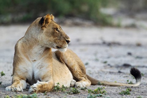 Lion (Panthera leo)
