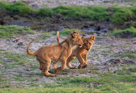 Lion (Panthera leo)