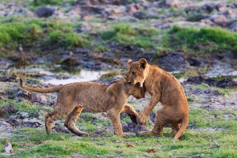 Lion (Panthera leo)