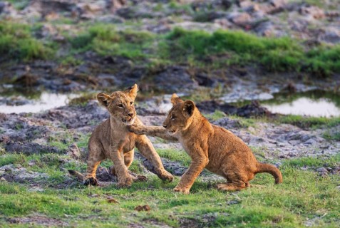Lion (Panthera leo)